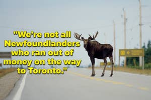 An image of a moose on a road and text on the image that says "We’re not all Newfoundlanders who ran out of money on the way to Toronto."