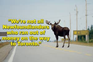 An image of a moose on a road and text on the image that says "We’re not all Newfoundlanders who ran out of money on the way to Toronto."