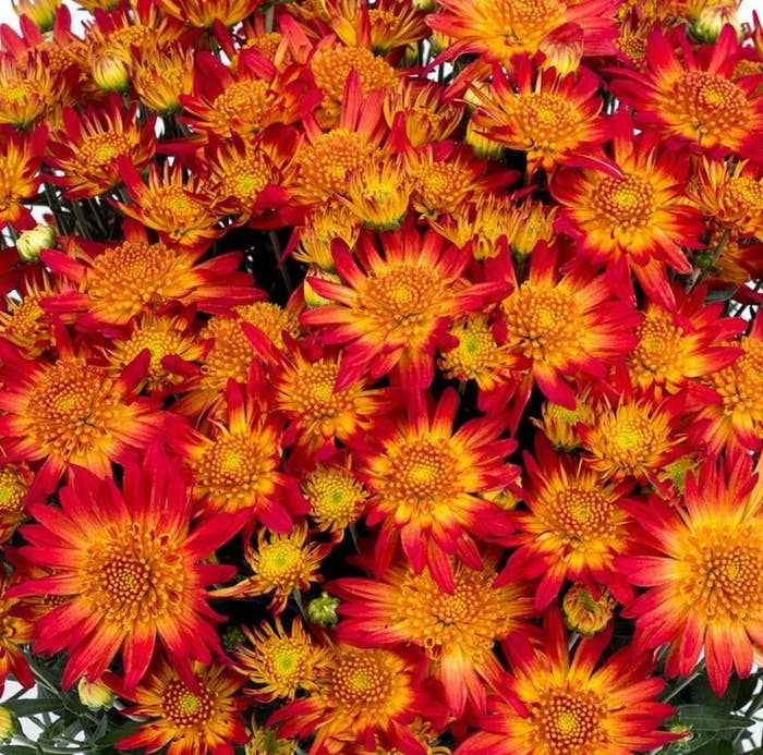 the flowers with orange centers and bright red petals