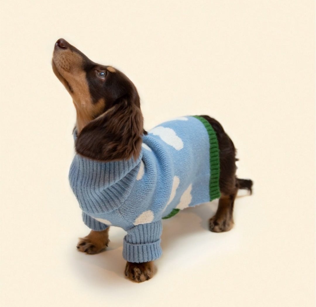 an 8-pound dachshund named Schrader wearing the blue sweater with white clouds on it in a size XS