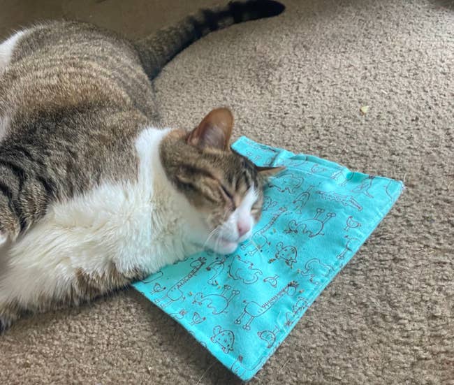 A cat rubbing and laying on the blue mat