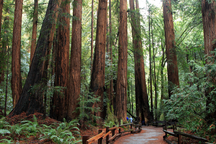 Muir Woods forest in California.
