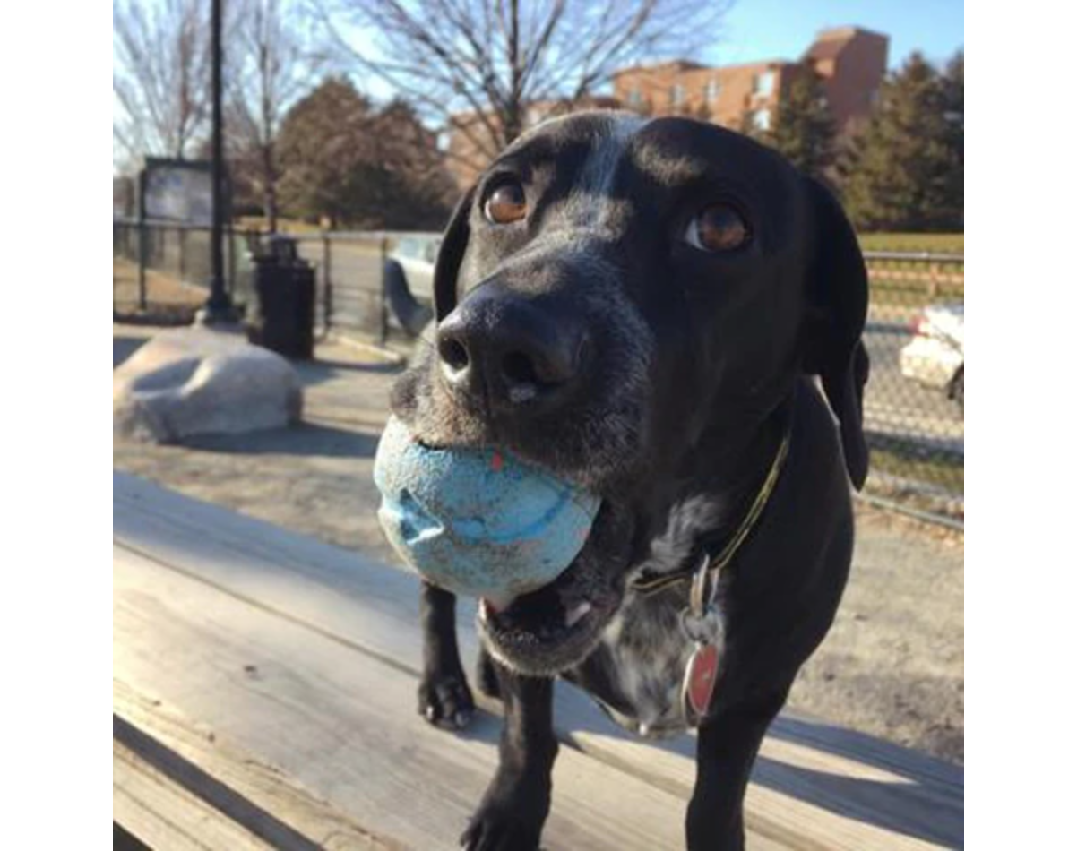 Dog holding blue ball in its mouth.