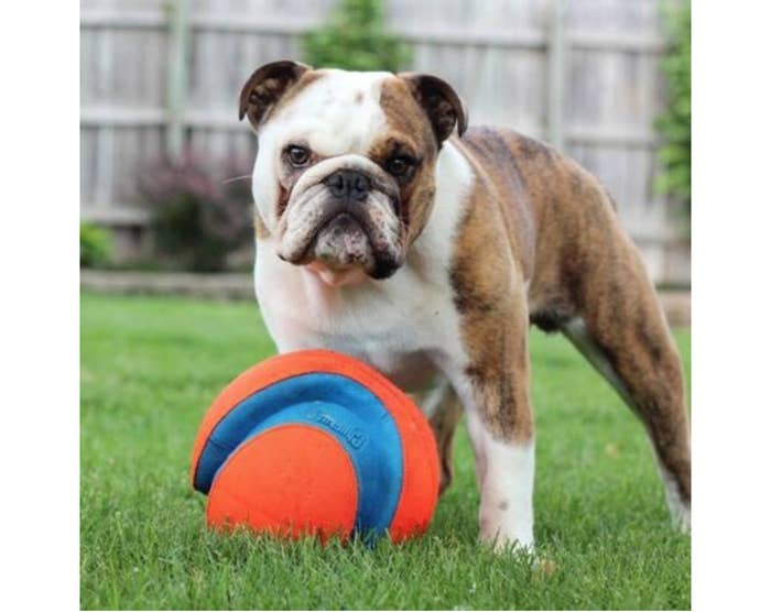 English bulldog on grass with round toy.