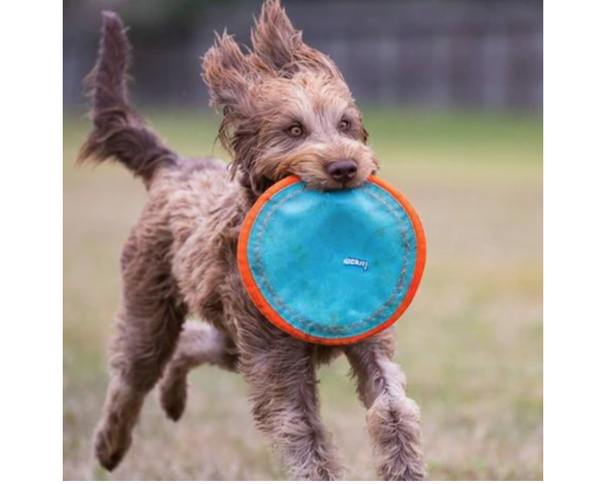 Dog running with a flying circular toy in its mouth.