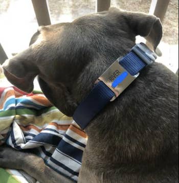 a reviewer photo of the tag on a dog's collar