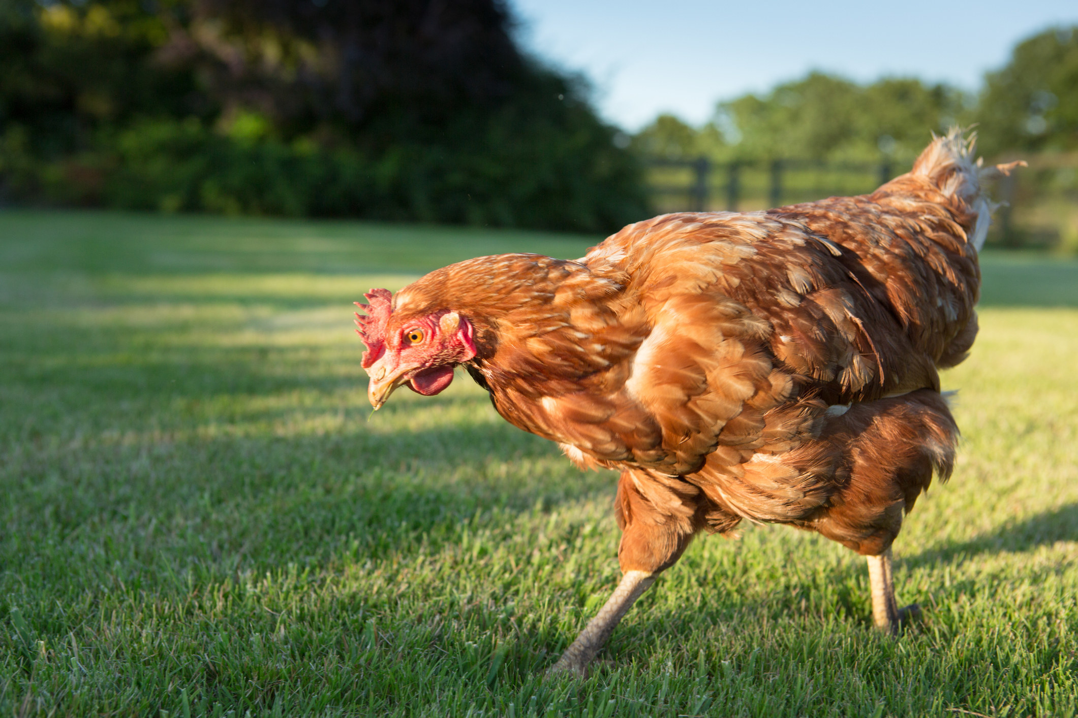 A chicken walking on grass