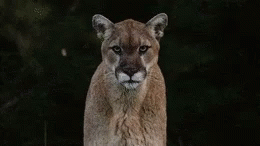 GIF of mountain lion looking directly at something