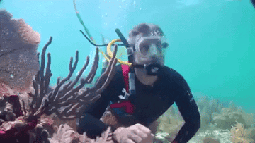 Scuba diver swimming in Florida reef