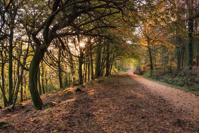 A hiking path during fall.