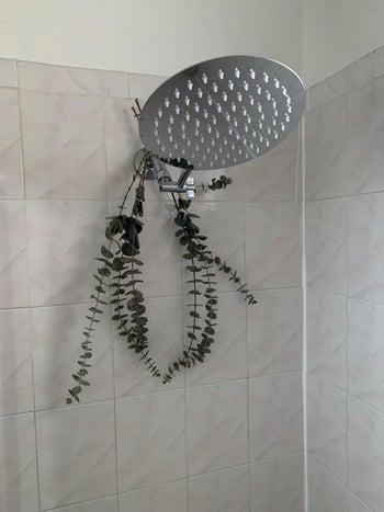 Reviewer photo of the shower head with a few strands of eucalyptus hanging off it