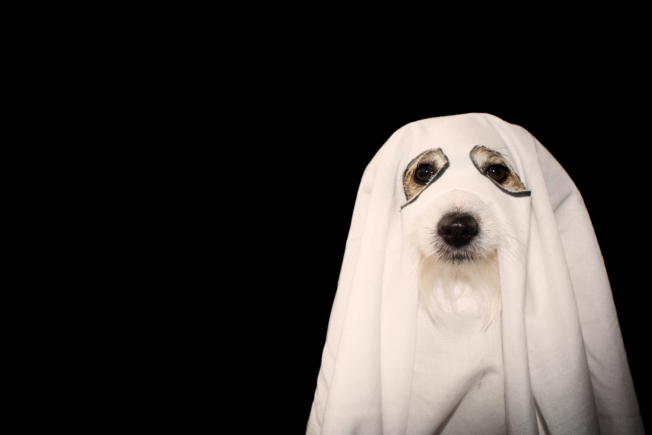 A dog dressed as a ghost in a cut out sheet.