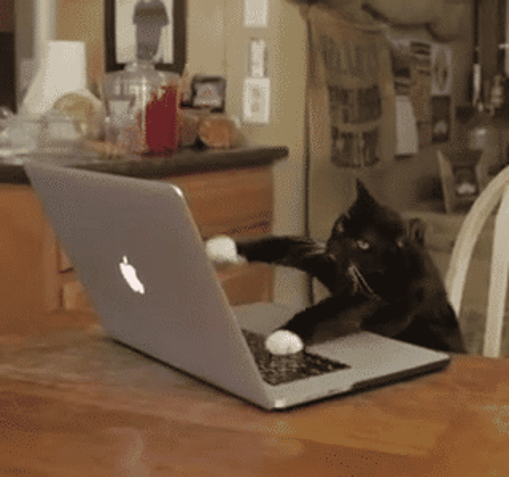 a cat typing furiously at a laptop