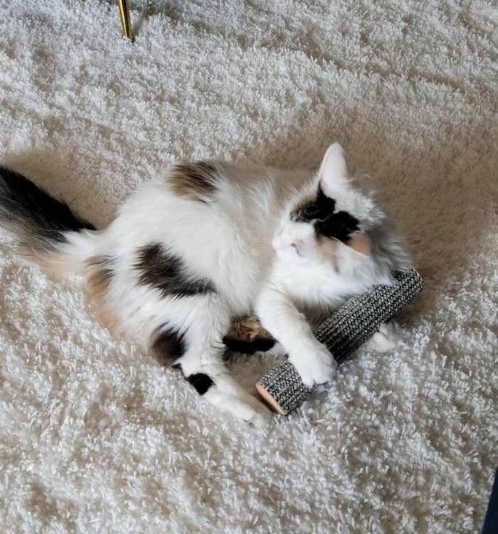 a reviewer&#x27;s cat with the cat scratcher toy in gray