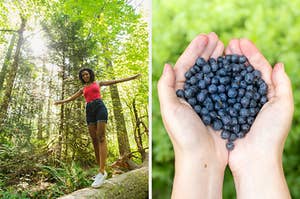 On the left, someone balancing on a log in a sunny clearing in the forest, and on the right, someone holding blueberries in their hands