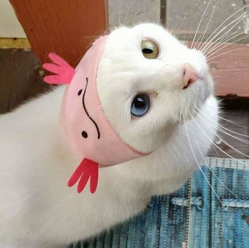 Cat looking annoyed wearing an axolotl hat