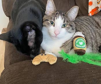 a reviewer's two cats playing with the toys