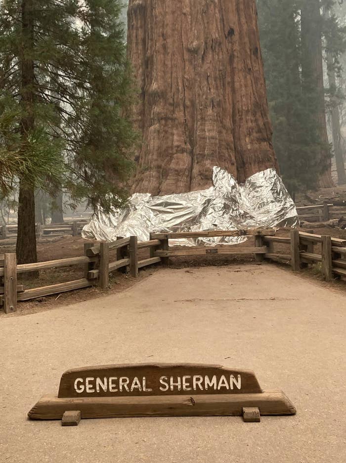 A massive, tall tree named &quot;General Sherman&quot; is wrapped with foil at its base