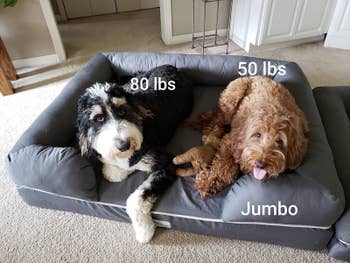 reviewer photo of two dogs on dog bed, with labels of 80 lbs, 50 lbs, and jumbo for the bed