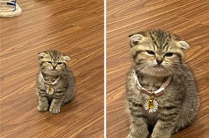 A tiny and angry-looking kitten