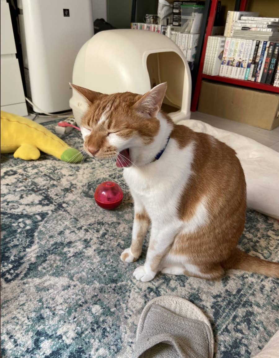 これって猫あるある 副反応中の飼い主にちょっかいを出す猫のイラストに 噂通りですね