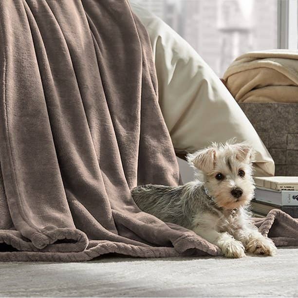 dog with brown fuzzy blanket