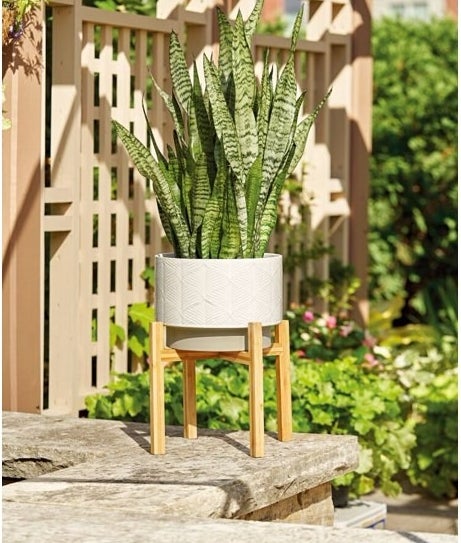 ivory ceramic planter with stand and plant inside