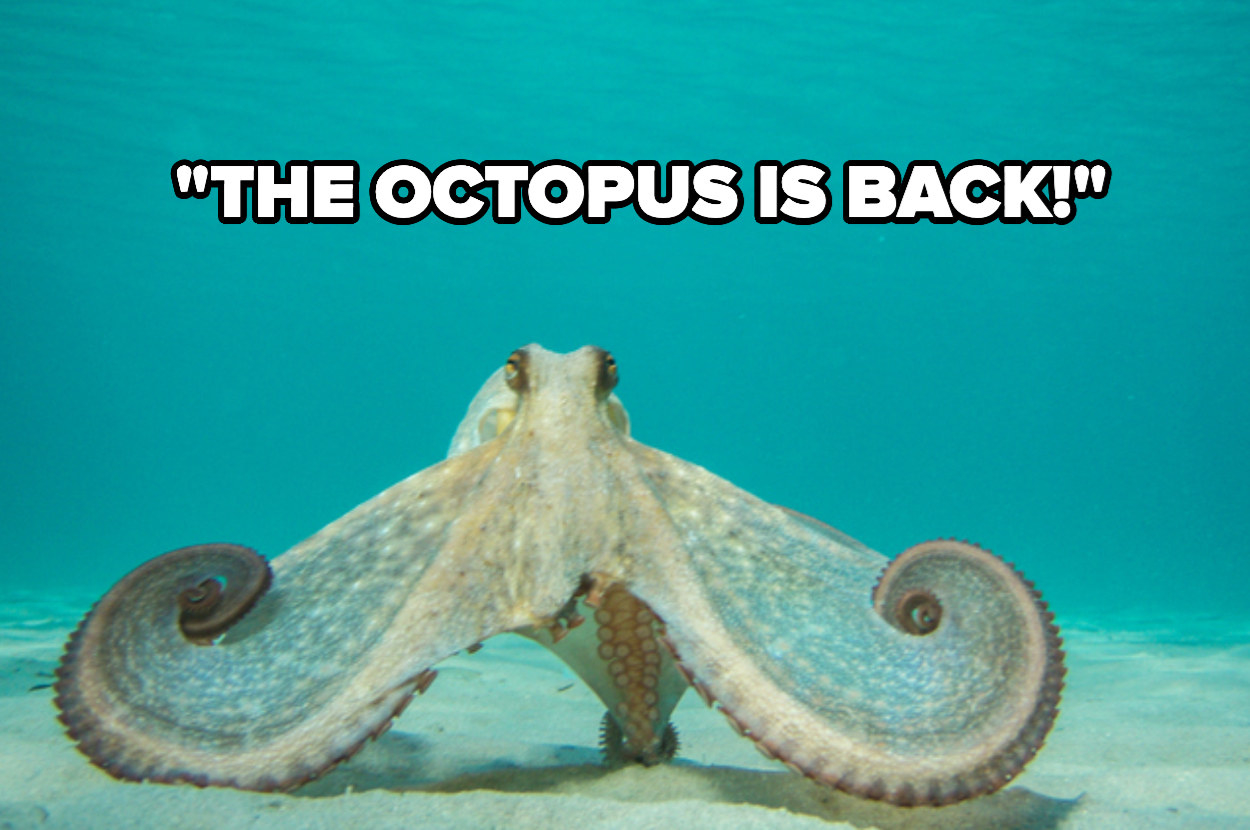 &quot;the octopus is back&quot; over an octopus in the water