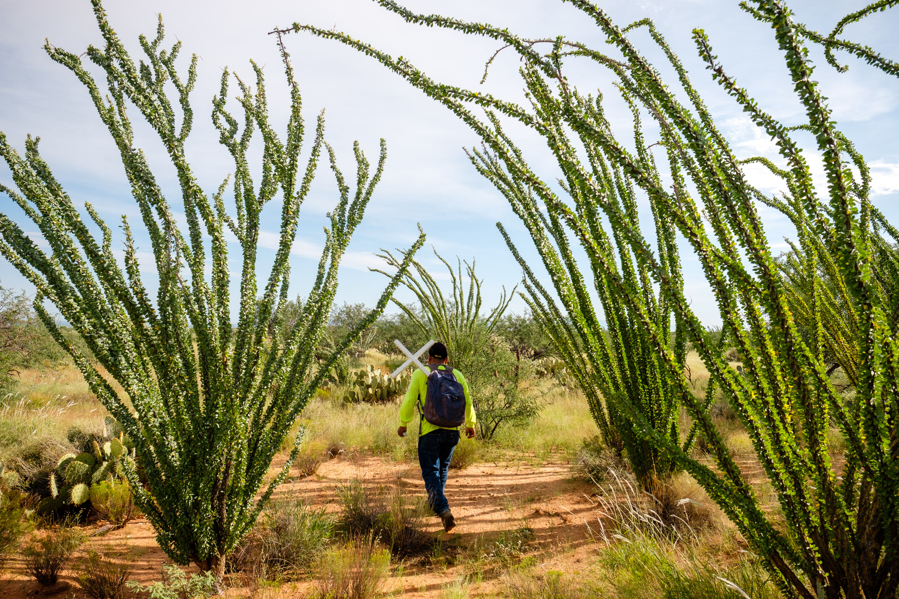 A person walks between bushels of a tall, spindly plant in the desert with a cross in their backpack