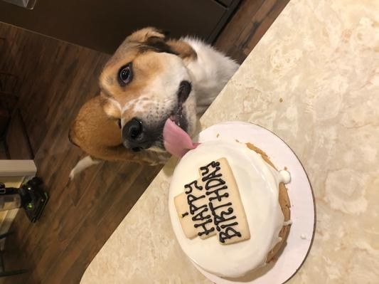 A reviewer&#x27;s dog licking the peanut butter cake