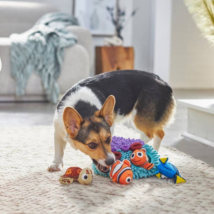 dog plays with toy