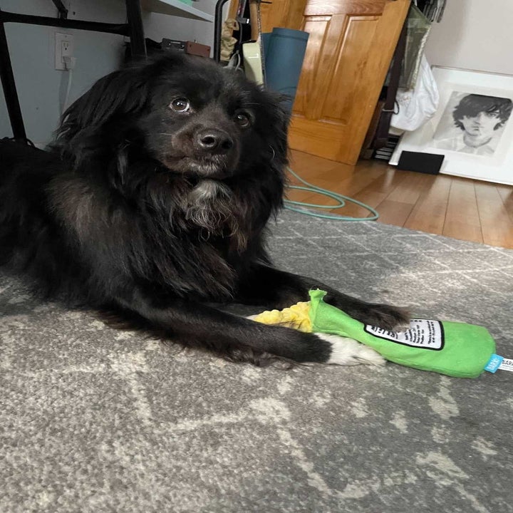 my dog posts with flingles can