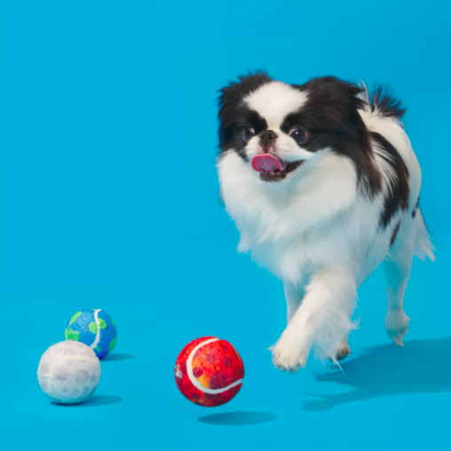 three tennis balls and a dog