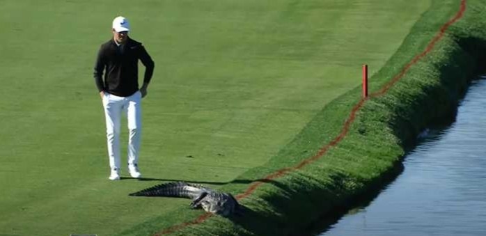 Golfer walks toward gator