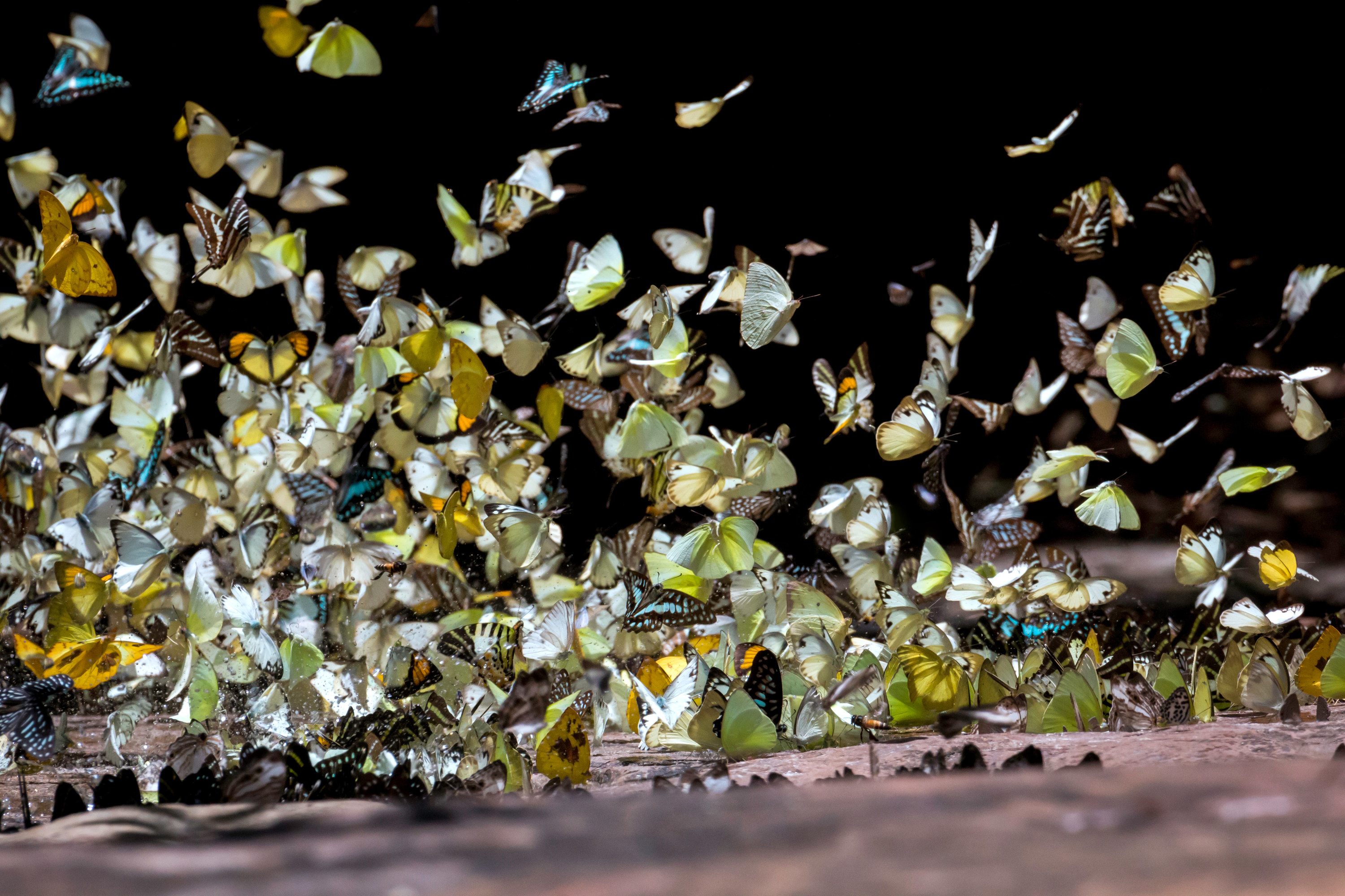 Butterflies flocking in a group