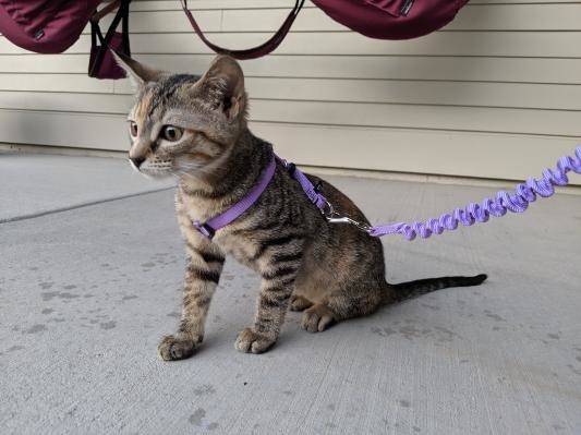 A reviewer&#x27;s kitten wearing the purple harness