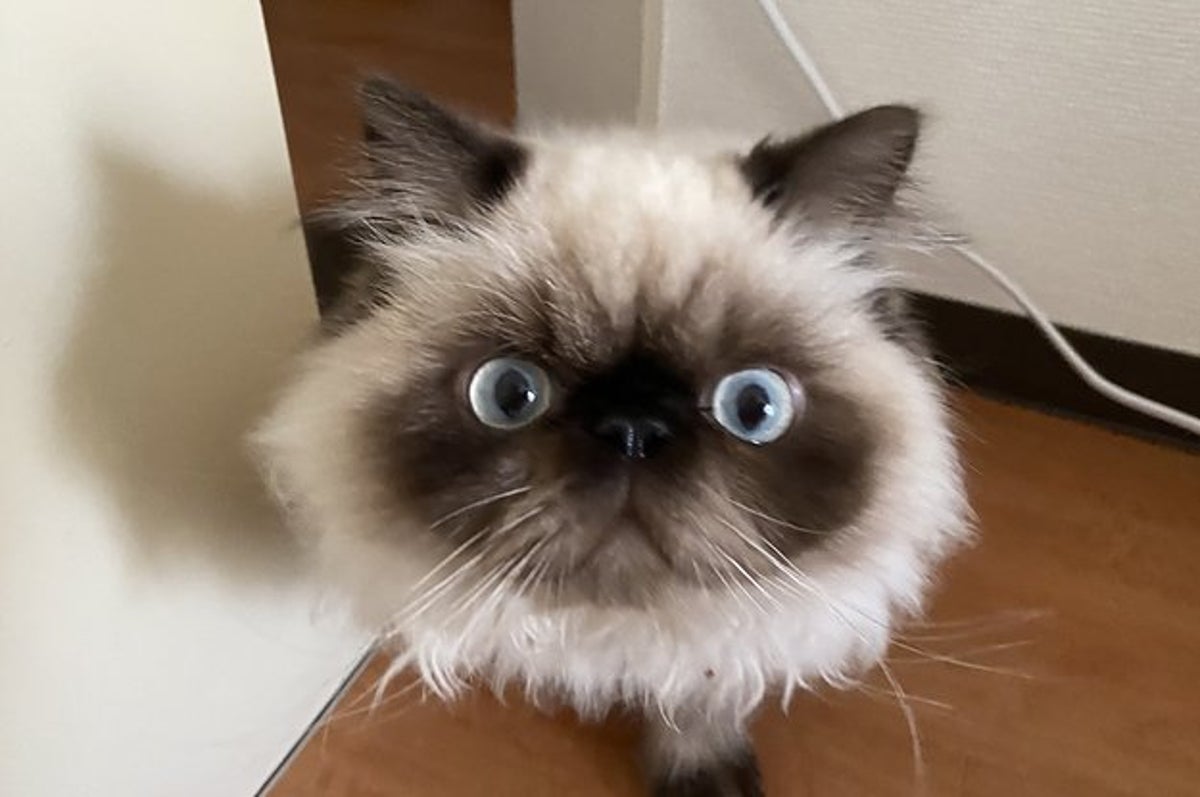 尊すぎて思わず叫んじゃった この子のおネム姿が言葉にならない可愛さ 尊すぎて思わず叫んじゃった この子のおネム姿が言葉にならない可愛さ