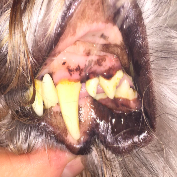The same dog's gums looking less irritated and less red