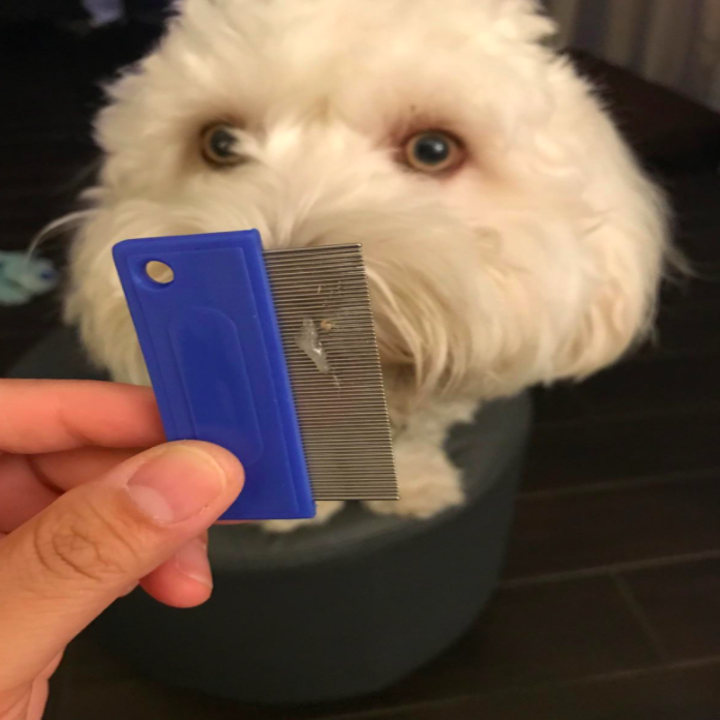 reviewer's dog looks at fine-toothed comb with boogers in it 