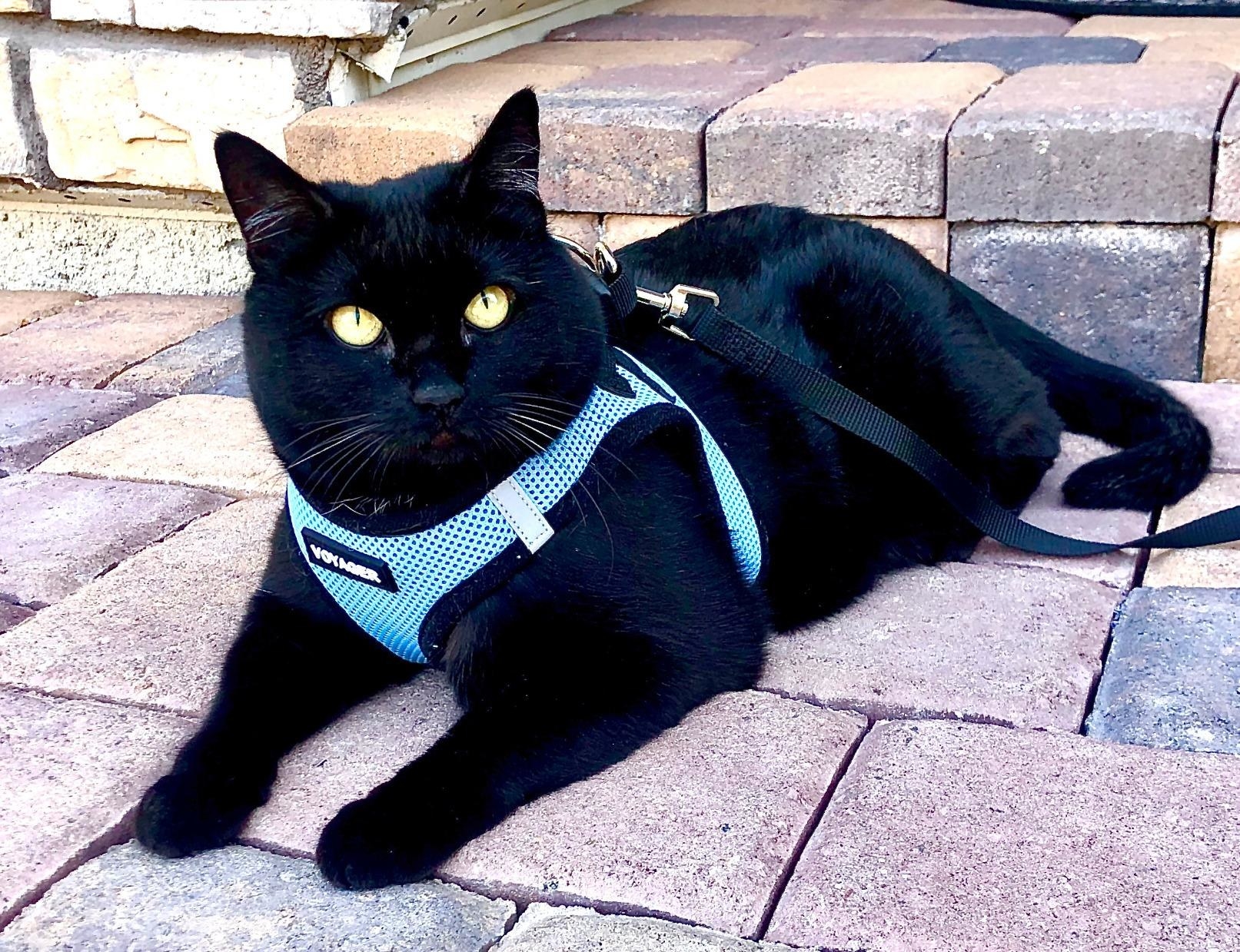 reviewer&#x27;s black cat wearing a blue harness