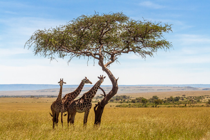 Three giraffes under a tree in Serengeti National Park.