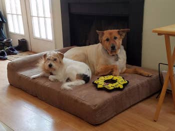 two doggies sharing a big barker bed with a ring toy in the bed