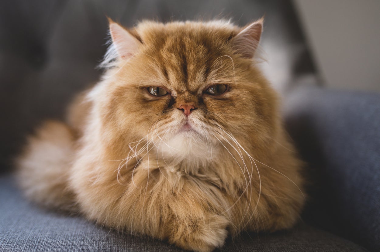 a very fluffy cat with an angry look on its face