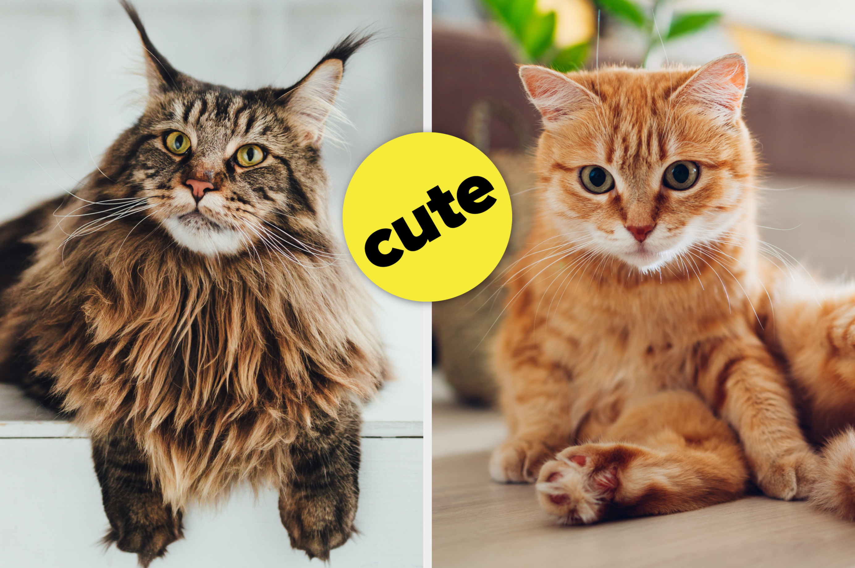 Quiz: What Cat Breed Are You? Find Out Now