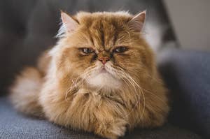 a very fluffy cat with an angry look on its face