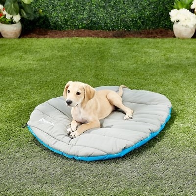 little pup resting on travel bed on the grass