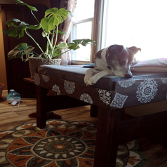 reviewer image of their dog sitting on a table with a cloth covered in the stencil pattern 