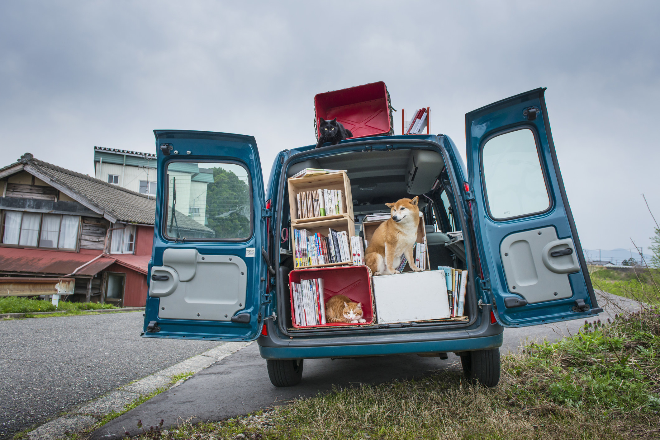 A dog and cats sit in a car packed with things