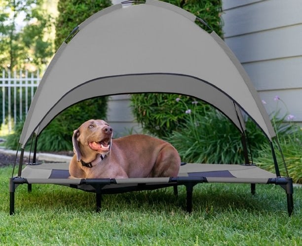 big brown dog lies in outdoor elevated dog bed with roof