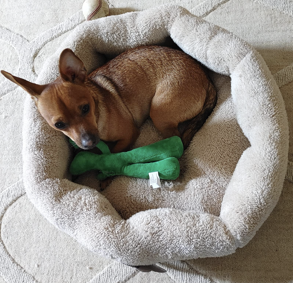 affordable dog beds